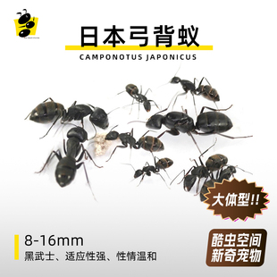 日本弓背蚁黑色大蚂蚁宠物蚂蚁新手入门体型巨大威武黑武士