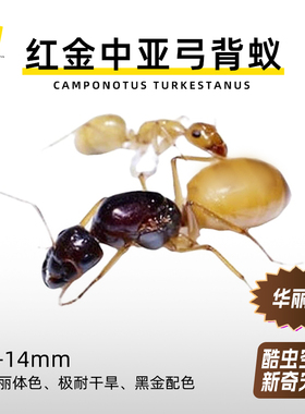 黑金土耳其弓背蚁中亚弓背蚁体色漂亮华丽蚁耐干旱新疆蚂蚁