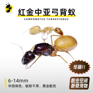 黑金土耳其弓背蚁中亚弓背蚁体色漂亮华丽蚁耐干旱新疆蚂蚁