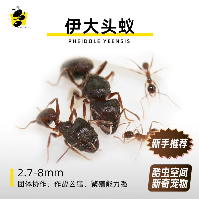 伊大头多后制同巢繁殖容易饲养蚂蚁工坊新手养蚁套餐生日礼物