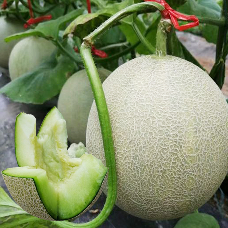 优良网纹甜瓜种子超甜哈密瓜种籽绿肉高糖洋香瓜春季四季种植水果