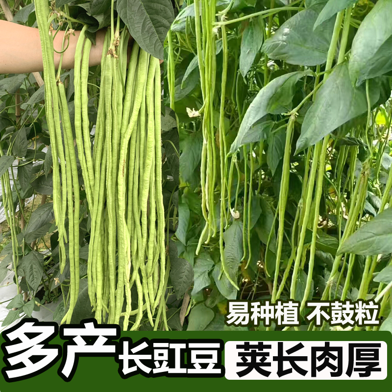 蔬菜绿白条特长四季豇豆种子