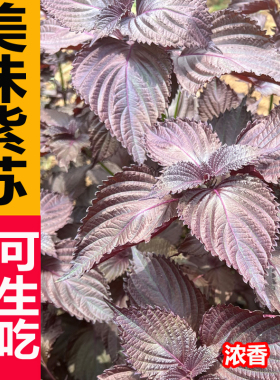 紫苏种子苏子苗子双面紫色苏子种苗种籽特菜菜农家蔬菜种孑