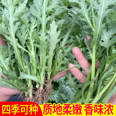 茼蒿农家农家茼蒿四季青菜种子