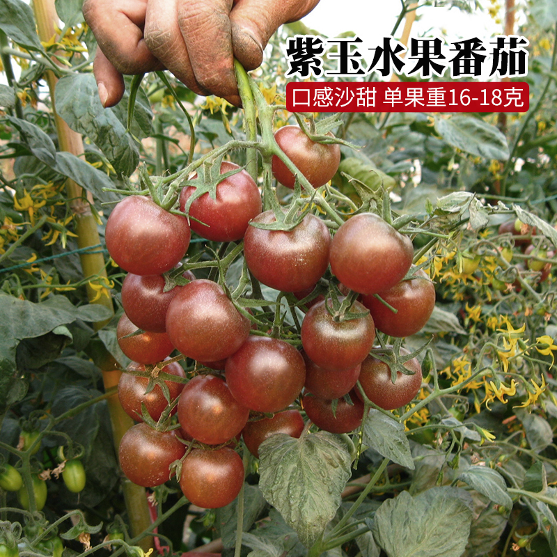 紫樱桃番茄种子紫玉水果番茄种籽高产西红柿四季番茄种 蔬菜种孑