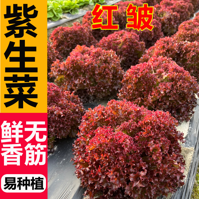 【有营养有颜值】紫叶生菜种子奶油生菜种籽蔬菜籽农家四季菜籽
