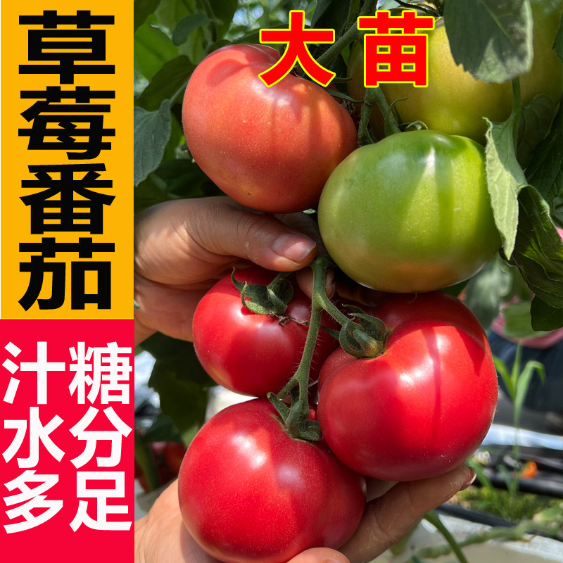 草莓番茄种子东北油皮铁皮柿子种籽水果西红柿家庭盆栽蔬菜种孑,鲜花速递/花卉仿真/绿植园艺,家庭园艺种子,淘宝优惠券,粉丝福利购,淘宝优惠卷