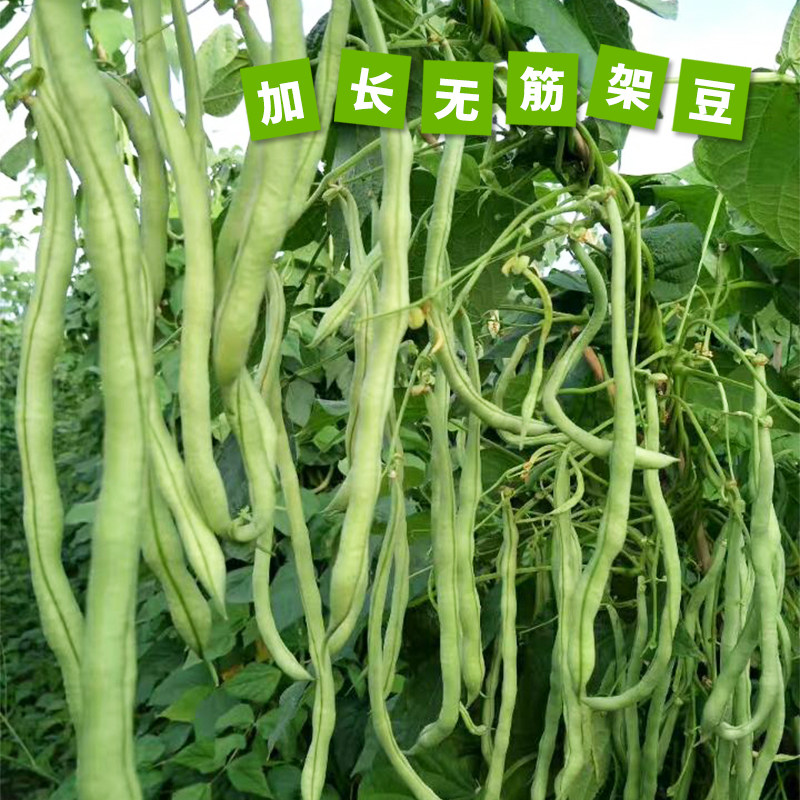 高产无筋架豆王种子泰国特长架豆绿芸豆农家春季四季种植蔬菜籽