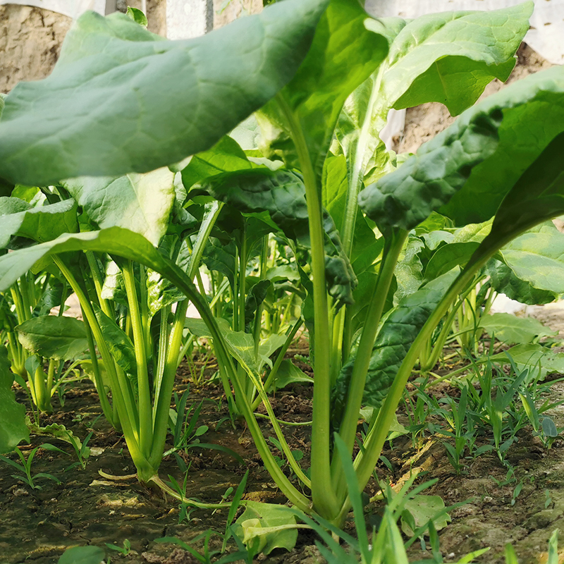 高产根达菜种子牛皮菜君达菜种籽营养丰富农家四季播春季蔬菜种