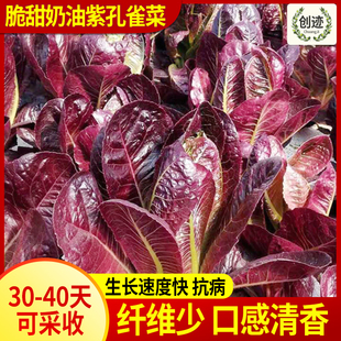 【网红孔雀菜】奶油紫孔雀菜种子大速生菜种籽秋冬季蔬菜种子苗