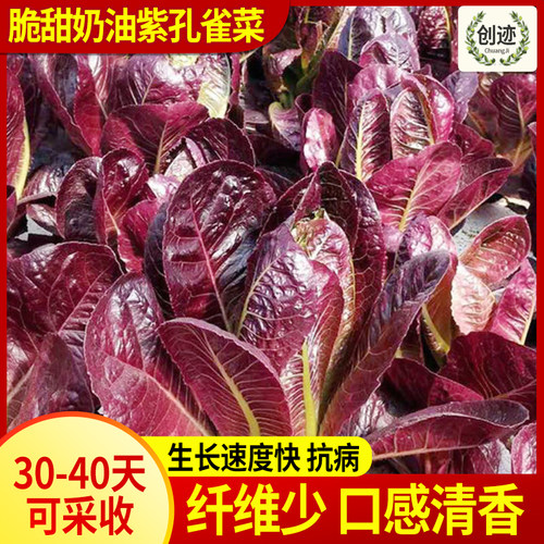 富含花青素口感脆嫩清香纤维少
