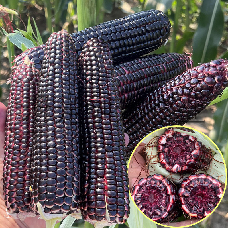 紫黑甜糯玉米种子黑玉米种籽高产夏季农家田园春季种植富硒苞米籽,鲜花速递/花卉仿真/绿植园艺,家庭园艺种子,淘宝优惠券,粉丝福利购,淘宝优惠卷