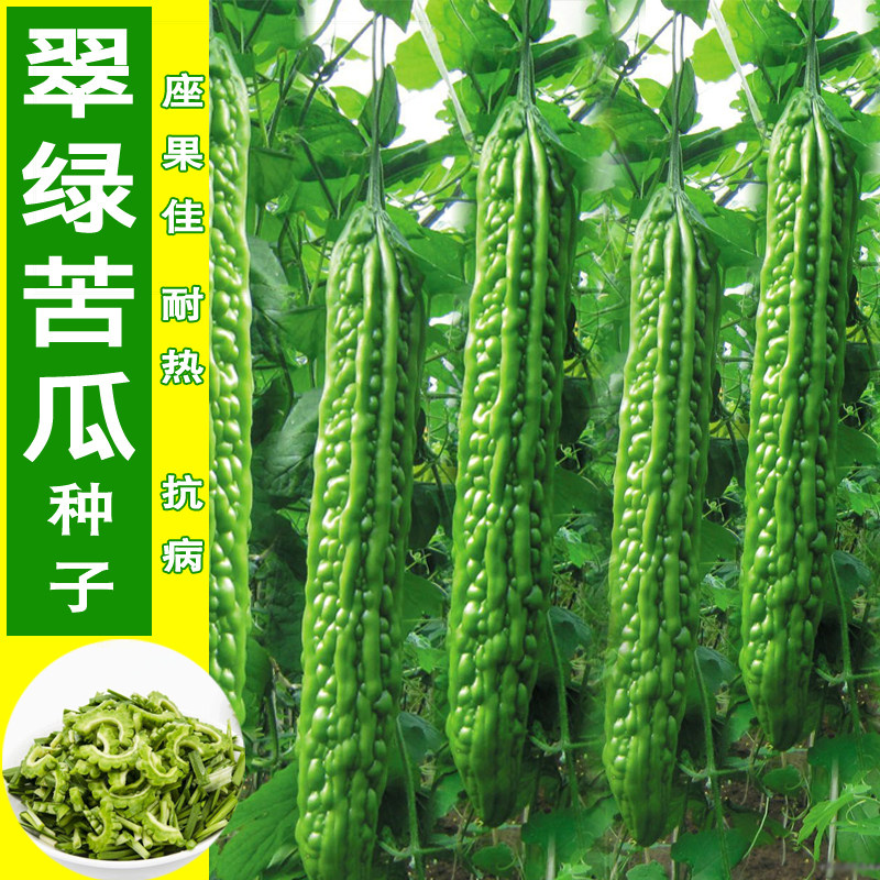 农家寿光疙瘩四季高产苦瓜种子