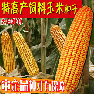 杂交玉米种子高产大田玉米种籽农业春季 种植饲料郑单958种孑 夏季