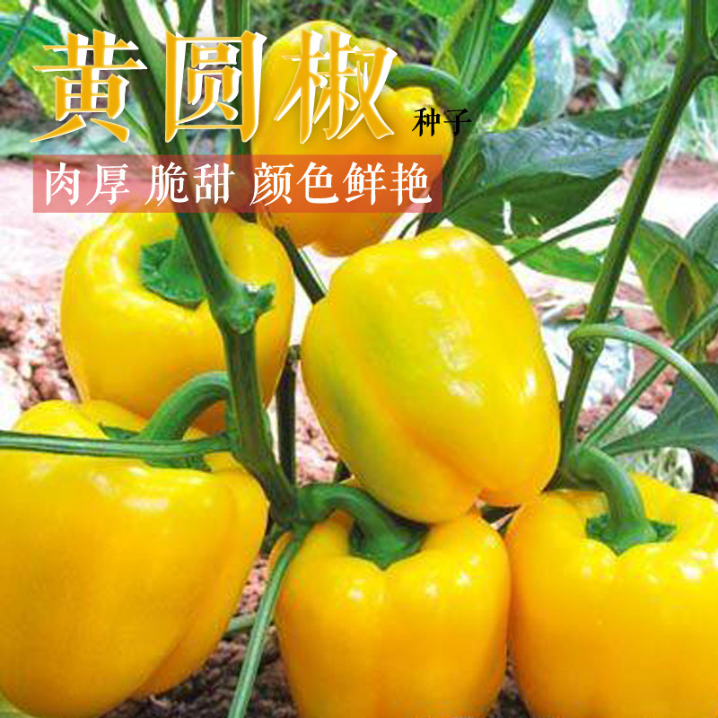 高产黄圆椒种子彩椒黄辣椒种籽甜椒农家四季种植阳台盆栽蔬菜种孑_虎窝淘