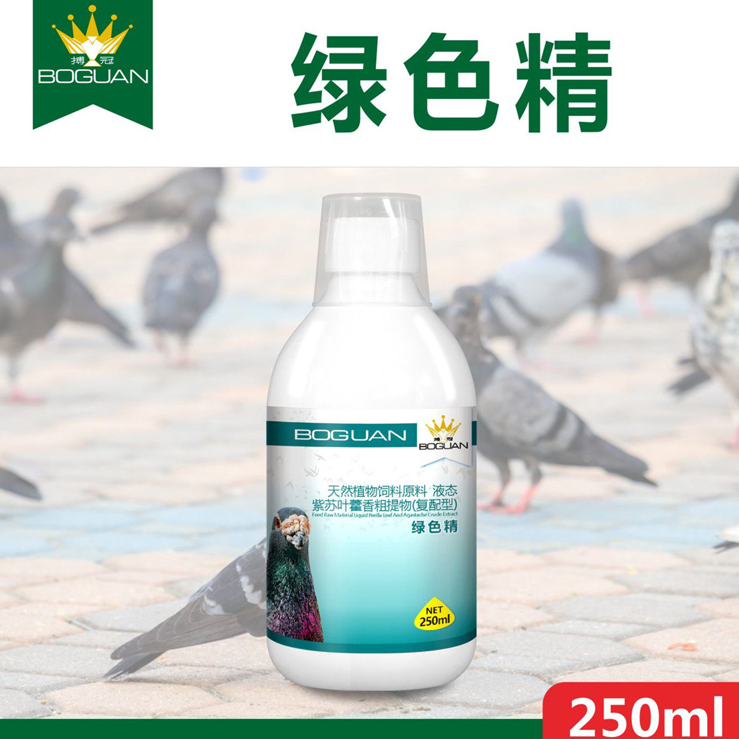 搏冠绿色精鸽清凉解暑下火降温