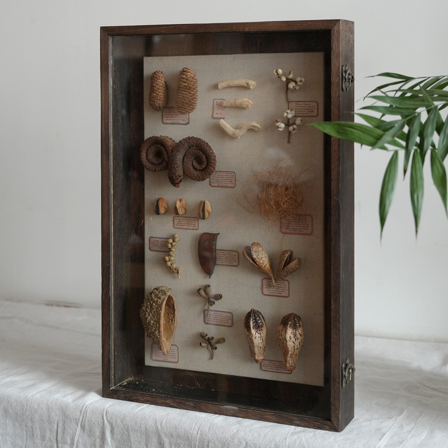 WULIHOME带盖子真玻璃标本画框防尘植物种子家居背景墙装饰DIY
