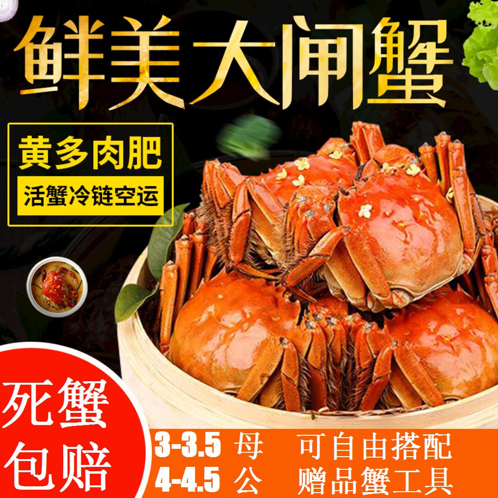 现货鲜活红膏大闸蟹螃蟹全母3-3.5两10只礼盒装顺丰包邮发新疆