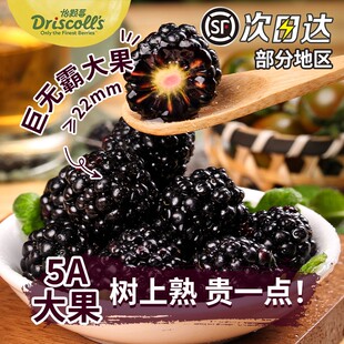 顺丰快递大果云南怡颗莓黑莓鲜果当季 树莓孕妇水果新鲜桑葚覆盆子