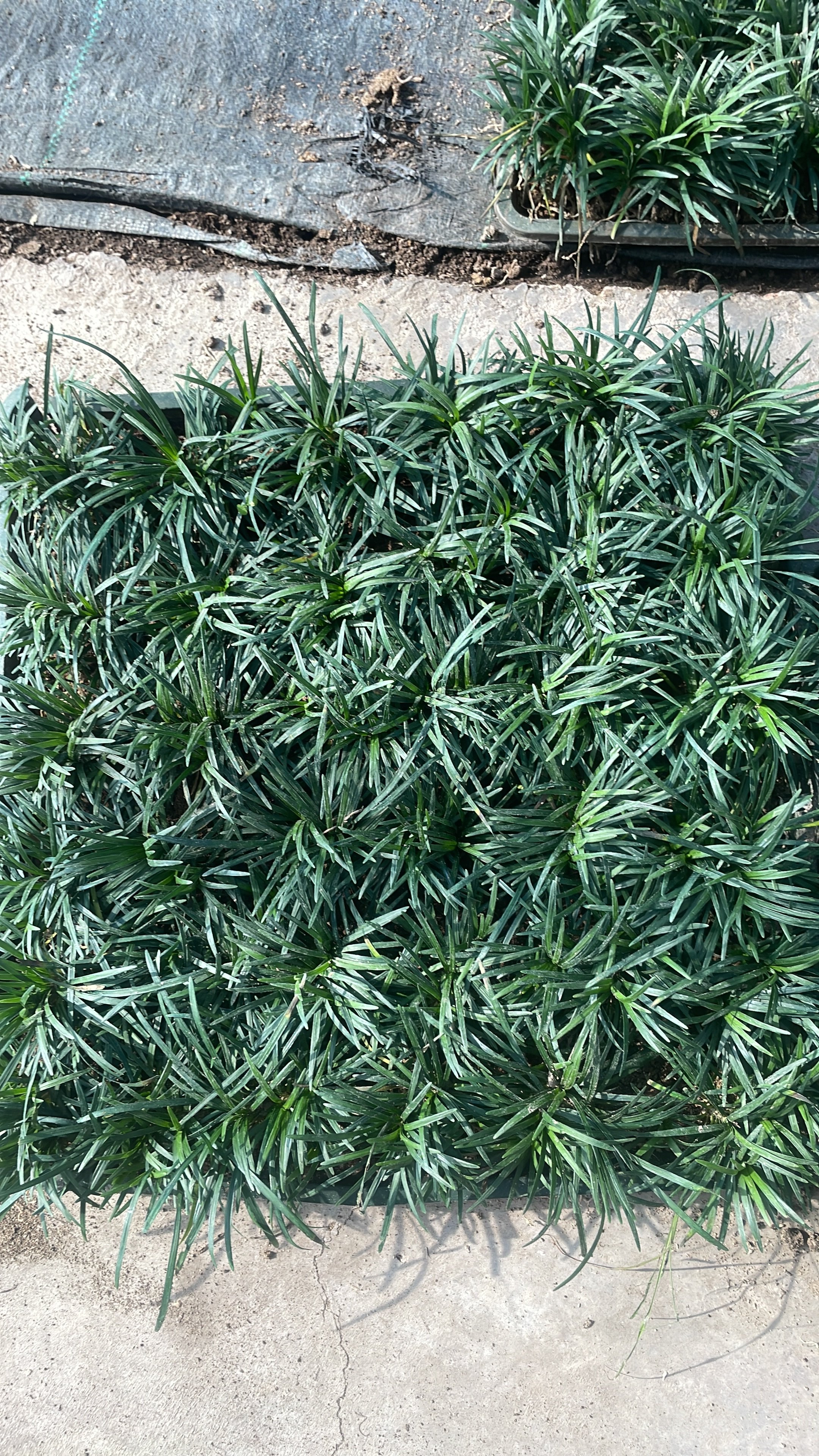 玉龙草矮麦冬盘装苗耐寒耐热耐踩踏四季常青庭院别墅植物长麦冬图片