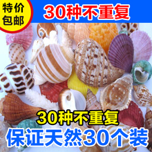 天然海螺贝壳鱼缸装饰品卷贝鱼寄居蟹套装海星地台摆件 200个螺贝