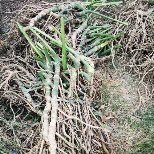 大叶龟背竹老桩粗根开背带芽发四季常绿大型绿植盆栽观叶植物盆景