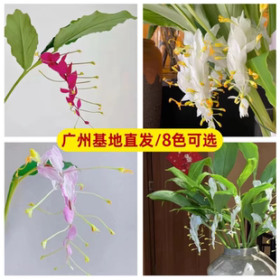 舞花姜荷花种球根花期超长热带花卉多年生午花姜切花种子室内庭院