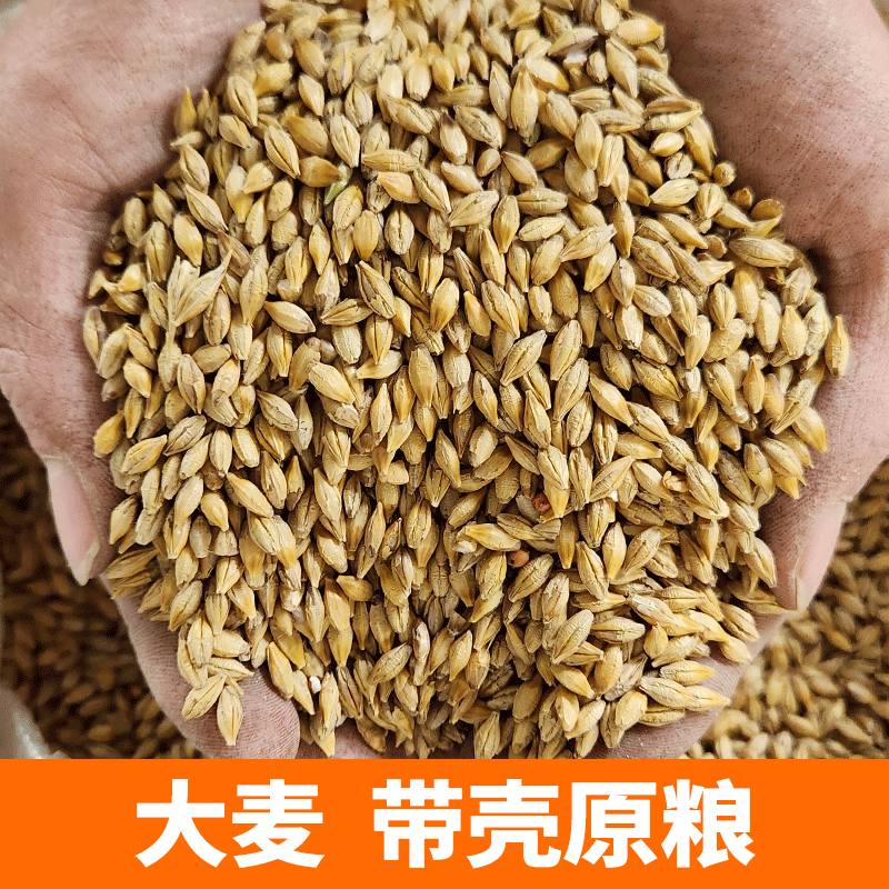 大麦带壳大麦粒酿酒原料大麦茶发芽麦芽糖喂鸽鸽子鸽粮喂鸡饲料