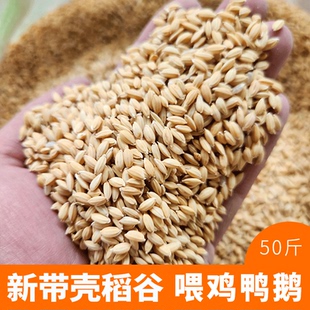稻谷喂鸡喂鸭饲料圆粒带壳水稻稻子谷子玉米鸽粮赛鸽便宜批发50斤