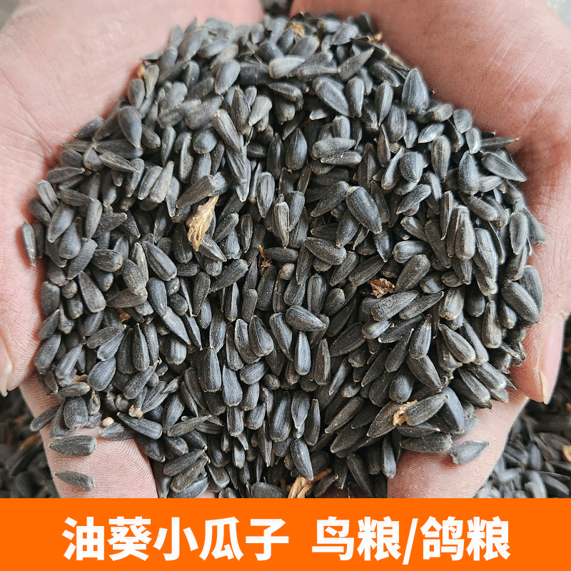 油葵小瓜子东北葵花子油葵黑珍珠小瓜子仓鼠鸽粮鸟零食生1斤5斤,宠物/宠物食品及用品,鸟食,淘宝优惠券,粉丝福利购,淘宝优惠卷