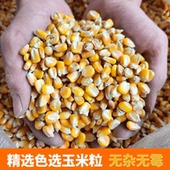 玉米粒养鸡鸽子信鸽饲料苞米喂鸡家禽原粮破碎钓鱼专用打窝鸡公园