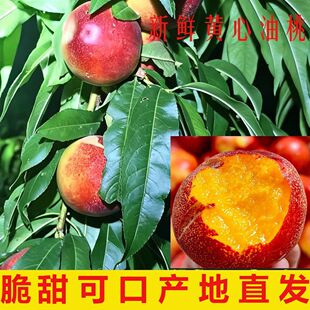 新鲜采摘正宗陕西露天黄肉应季桃新鲜水果脆甜油桃软吃多汁麻脸桃
