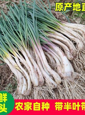四川自家种植当季新鲜藠头荞头新鲜大头葱黄芥头大个白葱叫头包邮