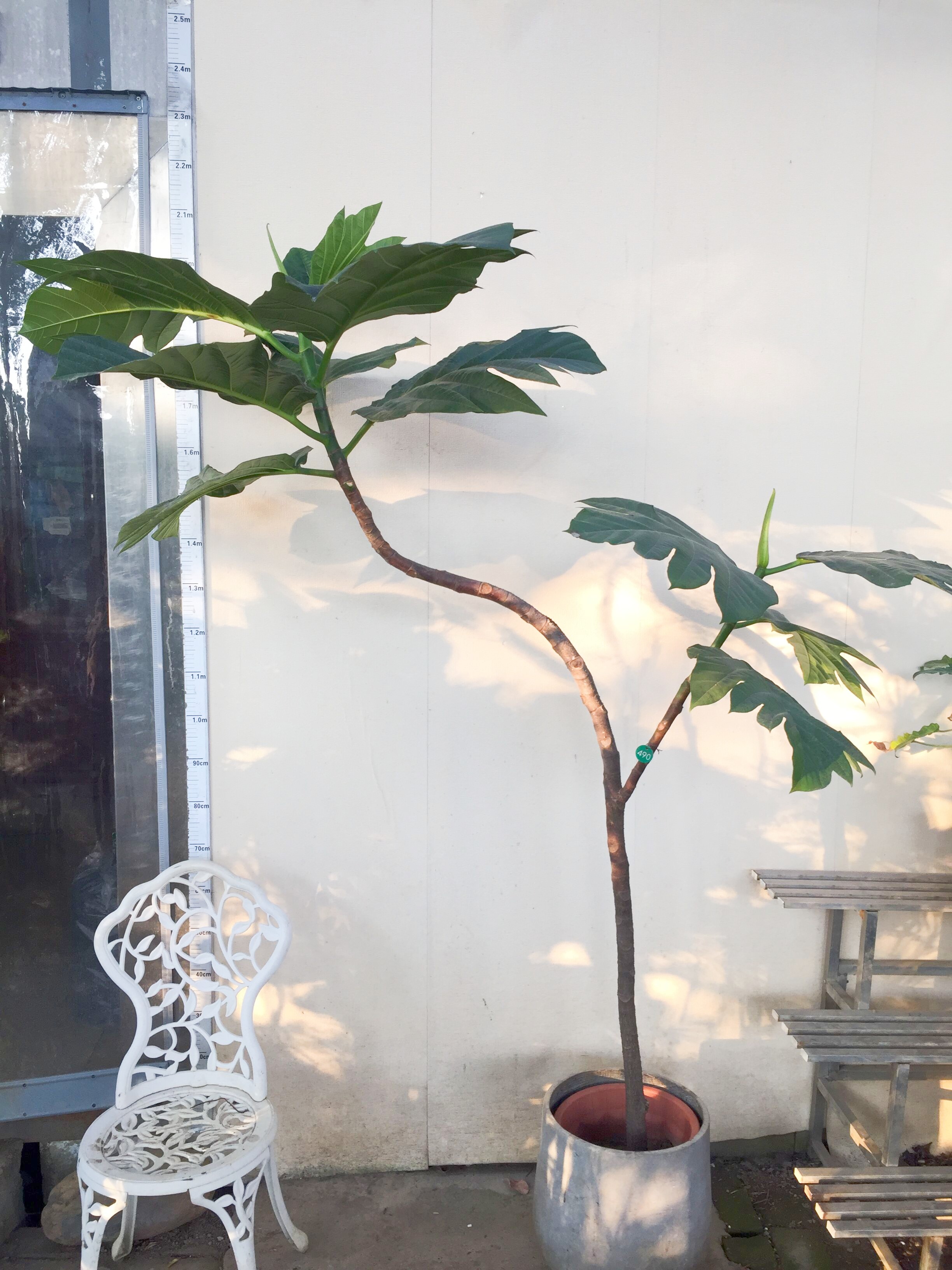 结果植物大型绿植面包树
