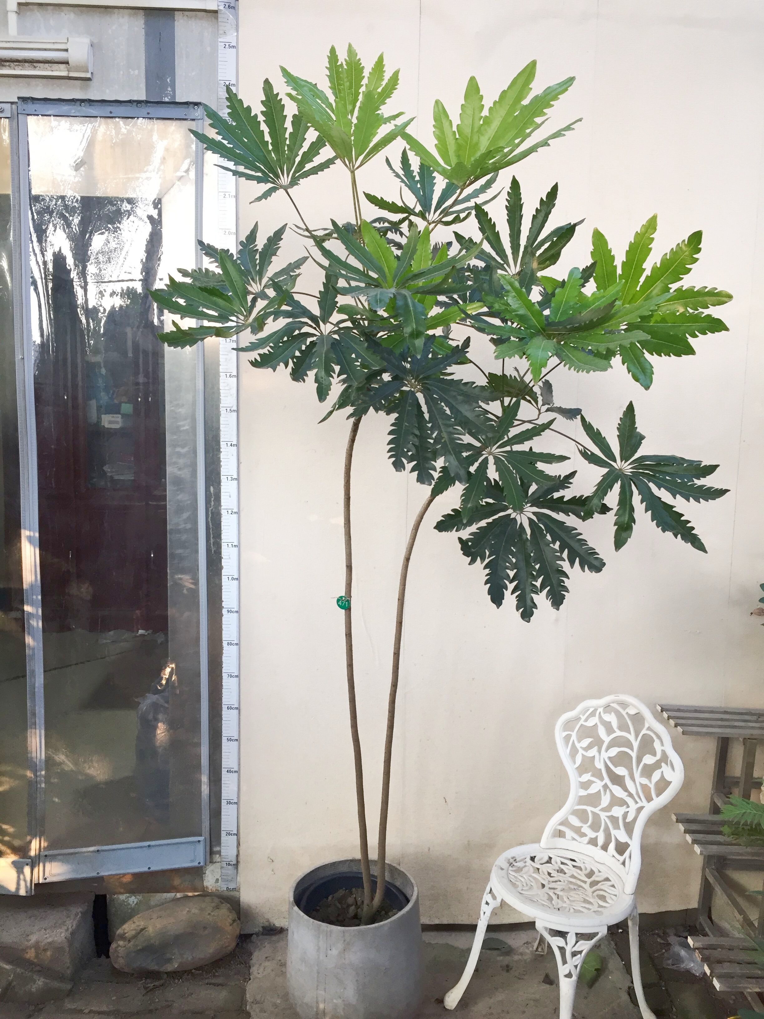 优美名贵观叶植物孔雀木