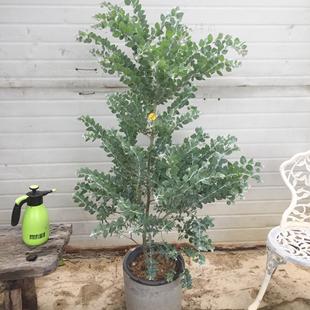 银叶金合欢树苗阳台庭院四季好养绿化银合欢室内客厅观叶绿植盆栽