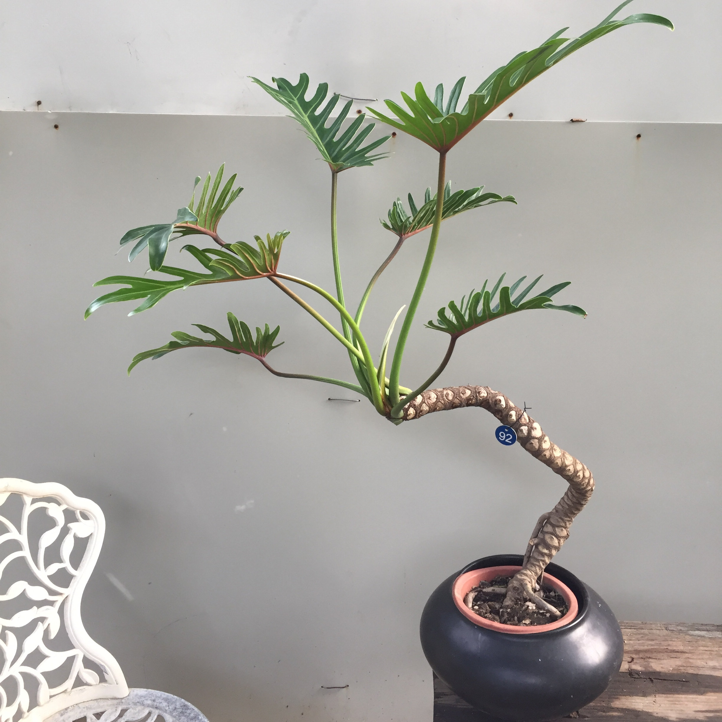 小天使龙鳞杆仙羽蔓绿绒常绿植物水培盆栽花卉盆景好养阳台除甲醛