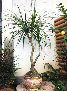 琼阳园艺  二十年老根酒瓶兰盆栽室内植物多肉花观赏绿植球根花卉