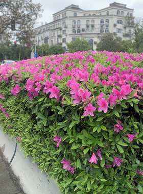 杜鹃花苗春鹃锦绣杜鹃庭院绿篱灌木园林绿化工程毛杜娟小苗春鹃球