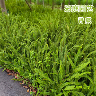 肾蕨苗绿化工程地被苗木排骨草波士顿蕨庭院花境蕨类绿植物彩虹蕨