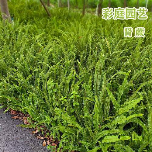 肾蕨排骨草绿化地被苗庭院花境苗