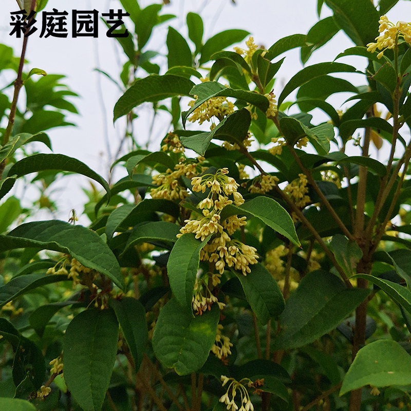 四季桂苗月月桂四季开花四季桂园林绿化工程庭院绿篱灌木桂花小苗