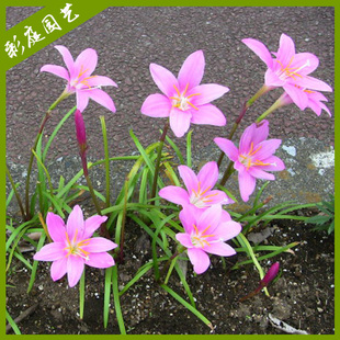 韭兰花苗带叶发货韭莲红花白花葱兰风雨兰花石蒜紫娇花萱草鸢尾花