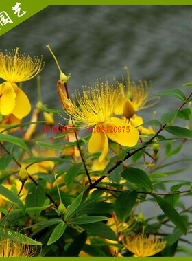 金丝桃庭院花境灌木绿化植物开黄色花金丝海棠金线蝴蝶金丝桃花苗