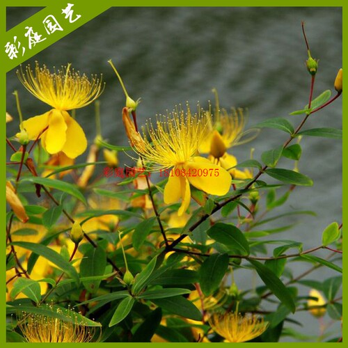 金丝桃庭院花境灌木绿化植物开黄色花金丝海棠金线蝴蝶金丝桃花苗