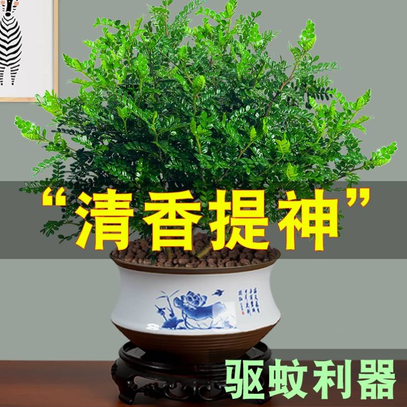 防赶熏蚊子的植物熏蚊草蚊子怕的除蚊植物祛区去文草驱蚊驱蝇香花