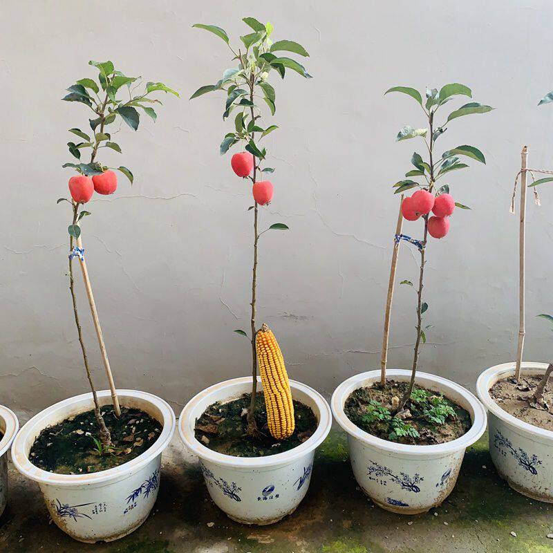 苹果树苗苹果树果苗北方种苹果树活苗苹果树盆栽小苹果苗南方种植