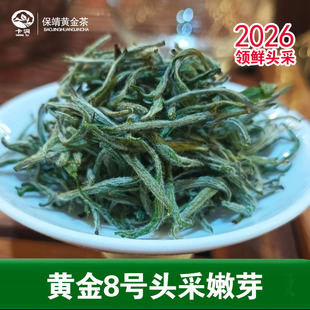 卡洞2026年新茶湖南湘西保靖黄金茶明前采摘头采春茶优质八号