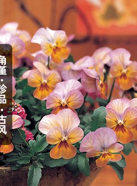 进口角堇种子珍品/古风杏黄GEM复古虎眼果汁冰糕猫脸花盆栽秋播