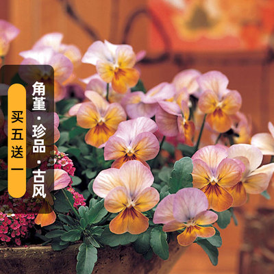 进口角堇种子珍品古风系列